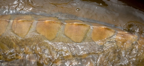 close up of big diamond shaped brown fish scales