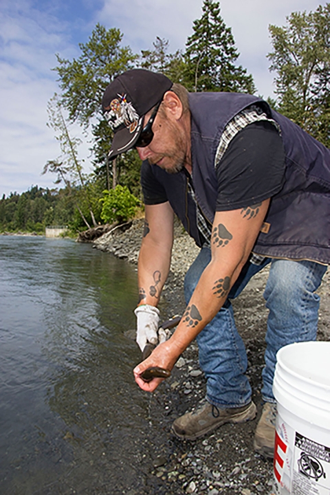 Fisheries Technician Ernest “Sonny” Sampson releases a newly radio tagged Pacific lamprey into the Elwha River.