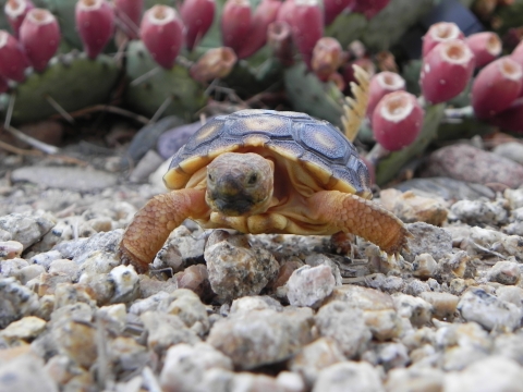 A young Sonoran desert tortoise crawls along a gravel area.