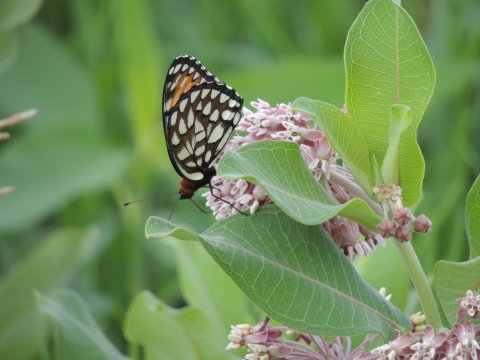 A regal fritillary rests on a common milkweed plant