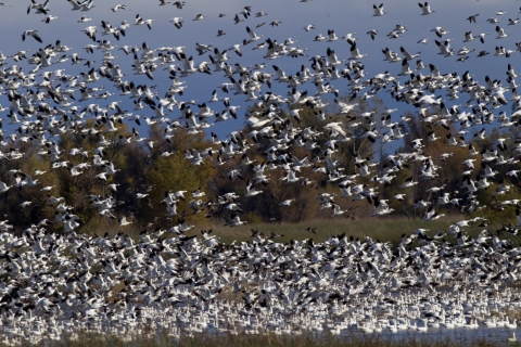 A large flock of ducks and white geese take flight from a wetland