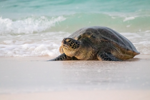 Green sea turtle, or honu, rests on the white sand of Midway Atoll, with clear waves in the background.