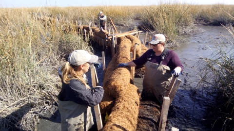 People working in a salt marsh