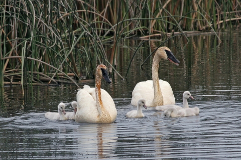 A pair of trumpeter swans and chicks swim in a pond