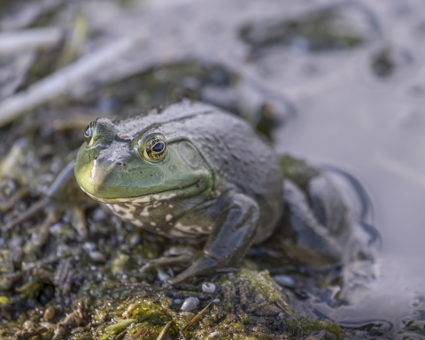 American bullfrog sitting atop wetland vegetation.