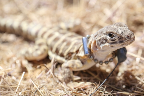 a blunt-nosed leopard lizard wearing a tracking collar is released into dry grass