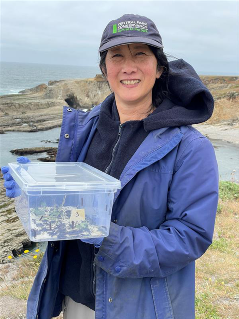 Dr. Damiani holding a box with Behren's silverspot butterfly larvae.