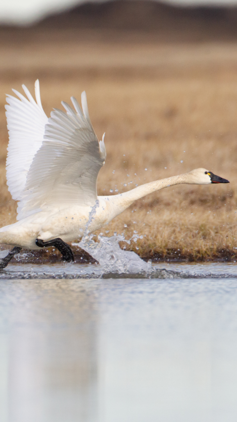 A tundra swan flaps its wings and splashes its feet as it prepares to take off into flight from shallow water.