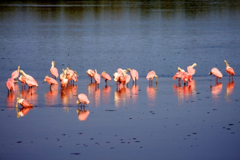 Bright pink birds with round, spoon shaped bills wading in blue water