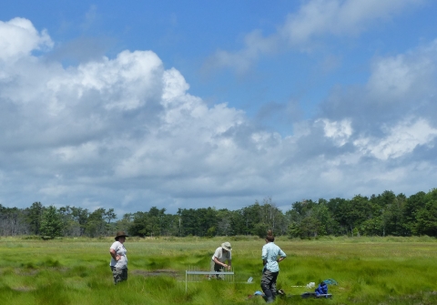 Science Investigators in Saltmarsh