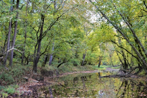 Otter creek with tree-lined banks in summer at Big Oaks NWR