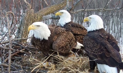Three bald eagles on a nest at Upper Mississippi River National Wildlife Refuge.