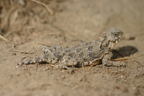 A lizard with spines on its back crouches its body but holds its head up, the colors of its scales nearly matching that of the surrounding soil. 