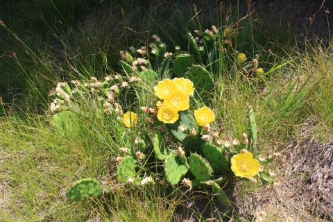 Yellow flowering prickly pear cactus in a field
