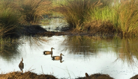 Two blue-winged teal swimming in marsh