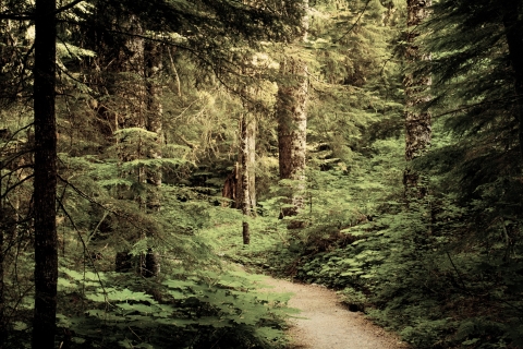 Hackleman creek old growth forest, Oregon