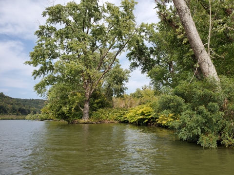 Trees barely above the Ohio River water level at low-lying Grape Island