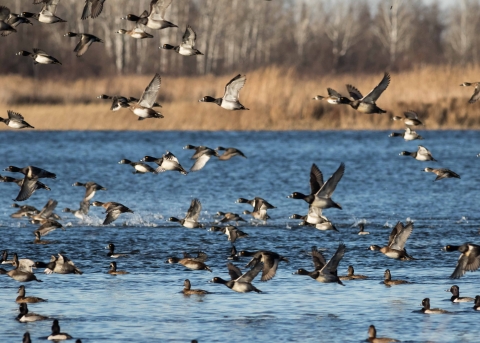 Many ring-necked ducks in the calm wetland and taking flight to the left, with golden grasses and trees bordering the edge of the wetland in the background.