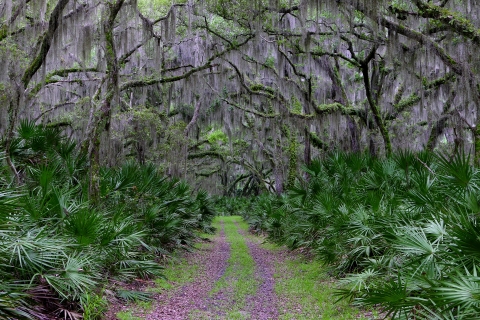 Trail through palmetto and spanish moss draped live oaks