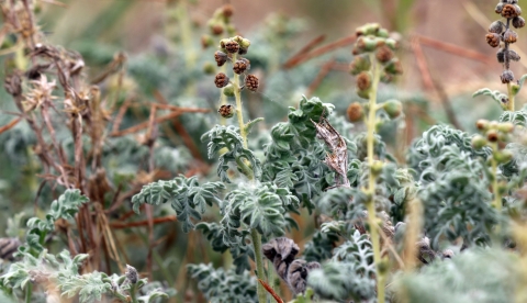 Green plant with small leaves and some brown stems. 