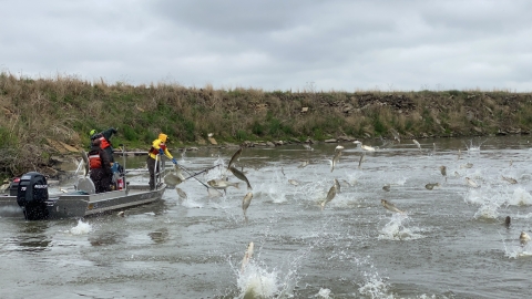 A boat carrying two employees with nets and an operator navigates the water as silver carp jump into the air