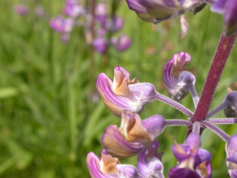 Close up of a purple kincaid's lupine flower