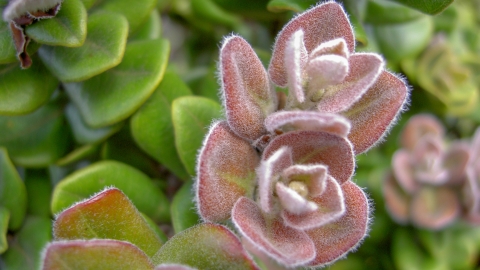 Metrosideros polymorpha plant