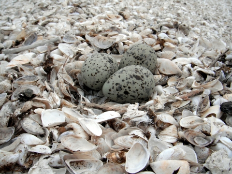Three dark gray, spotted bird eggs lie on a bed of broken mussel shells 