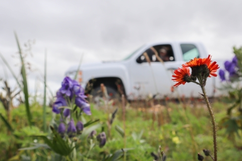 bright orange flower grows next to purple bell-shaped flowers in a field by a roadside