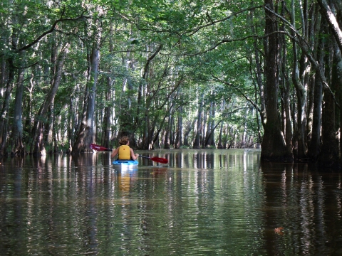 Kayaking on Cowford Lake at Waccamaw National Wildlife Refuge