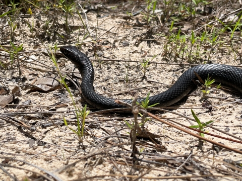 An eastern coachwhip snake is released back into its habitat after being examined for data by biologists from the Center for the Environmental Management of Military Lands near Fort Polk, May 26, 2022. 