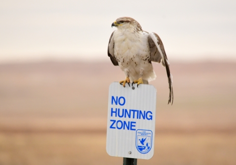 A small, white breasted hawk and grey/black wings