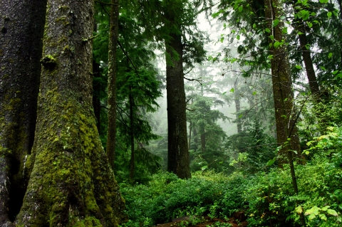 Forest trees and understory