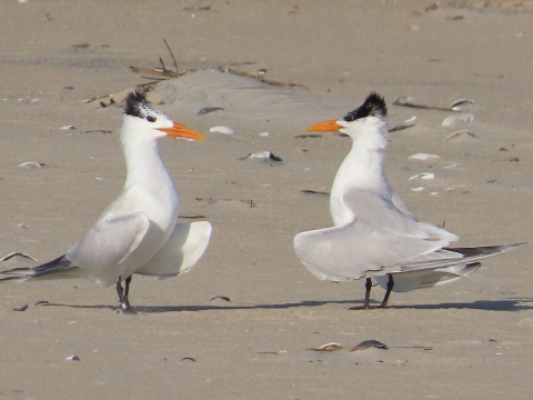Two royal terns, white with black crest and orange bills facing each other on sandy beach