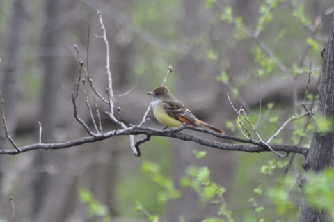 A small brown bird with white neck and yellow breast perched on a branch