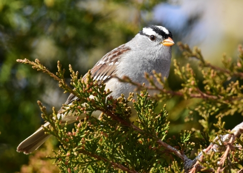 A grey-breasted bird with brown patterned wings and black and white stripes on it's cap perched on an evergreen branch