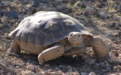 Desert Tortoise walking in the desert