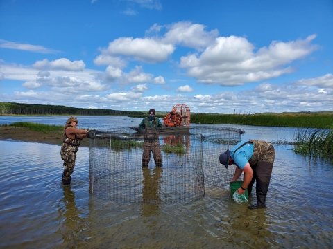 three biologists work to build metal trap to catch ducks in a wetland