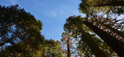 A view of the blue sky and tree canopy from beneath tall pine trees