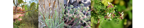 Four plants: hand holding woody branch with yellow-green eaves, grass shooting up from the ground, small fuzzy light green leaves on a red stem, white and maroon flowers on a stem with green leaves.