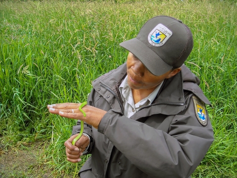 A USFWS biologist handles a small green snake with tall green grass in the background
