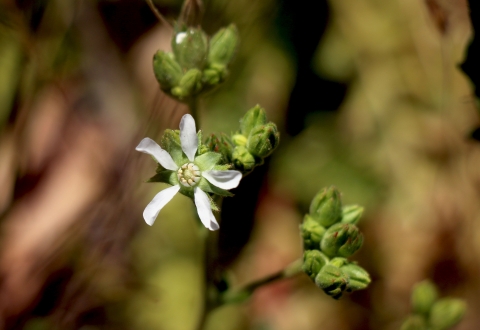 closeup of green plant with white flowers