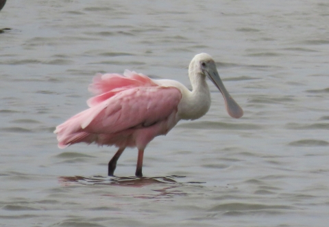 Large wading pink and white bird in shallow grey water, long spoon-shaped bill