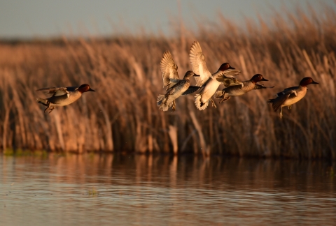 Green winged teal flushing from the wetlands at Seedskadee National Wildlife Refuge 