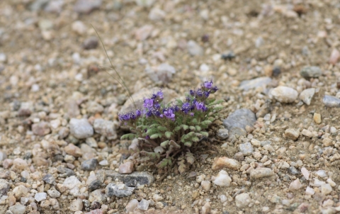 Image of North Park phacelia, a small plant in rocky soil with purple flowers and green leaves