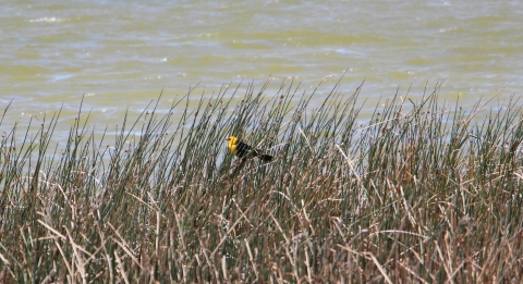 A yellow-headed blackbird in bullrushes and cattails next to the water.