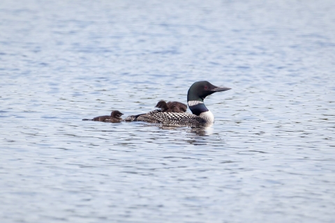 Adult male loon in summer plumage in water with two young