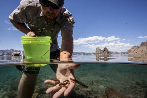 Man in NPS uniform stands in knee deep crystal clear water releasing three small brown newts into the lake.