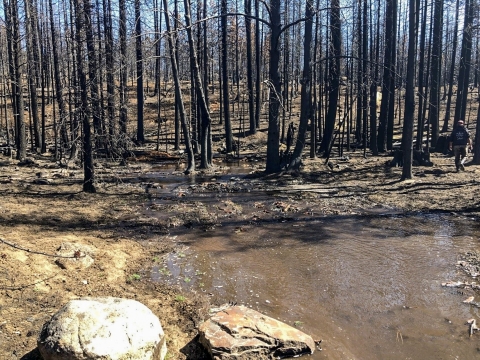 A thicket of burned trees. 