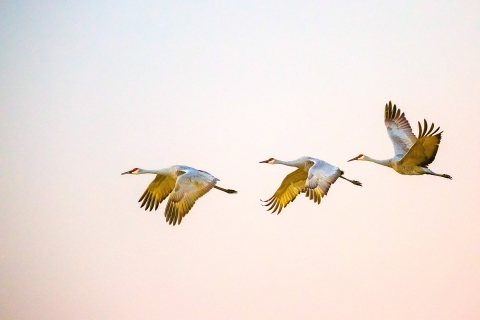 Three sandhill cranes fly in a group. 
